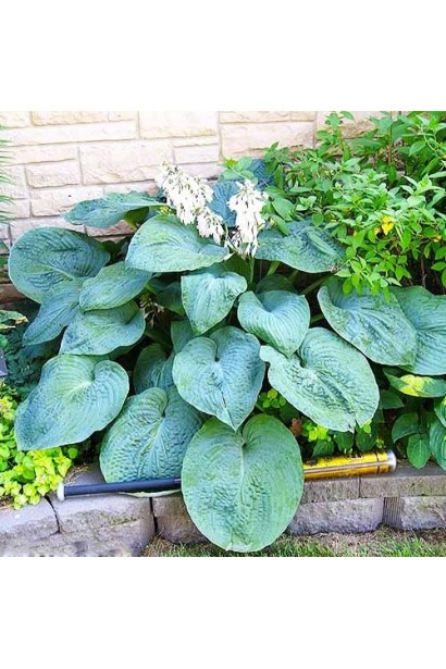 Хоста Біг Дедді у ландшафті